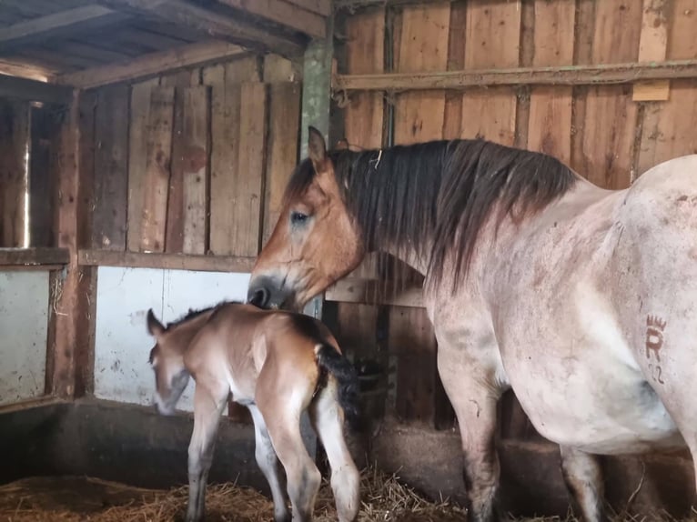 Reńsko-niemiecki koń zimnokrwisty Klacz 16 lat 160 cm Formy Brown Falb in Nordkirchen