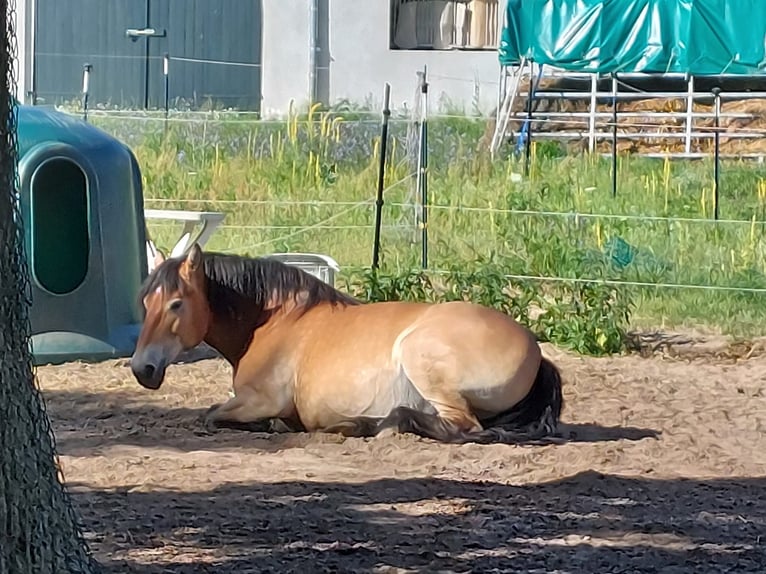 Reńsko-niemiecki koń zimnokrwisty Mix Klacz 16 lat in Werneuchen