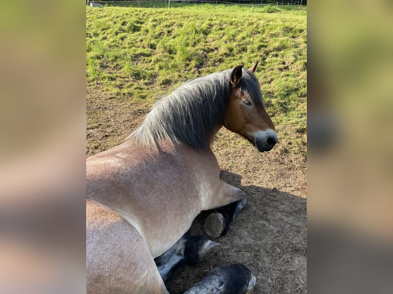 Reńsko-niemiecki koń zimnokrwisty Klacz 17 lat 160 cm Formy Brown Falb in Kahla