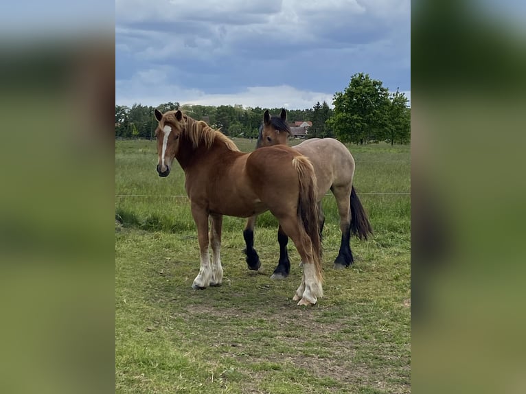 Reńsko-niemiecki koń zimnokrwisty Klacz 2 lat 163 cm Ciemnokasztanowata in Planebruch
