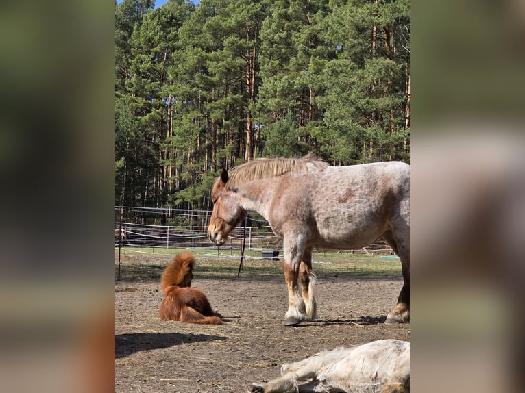 Reńsko-niemiecki koń zimnokrwisty Klacz 4 lat 165 cm Kasztanowatodereszowata in Töpchin