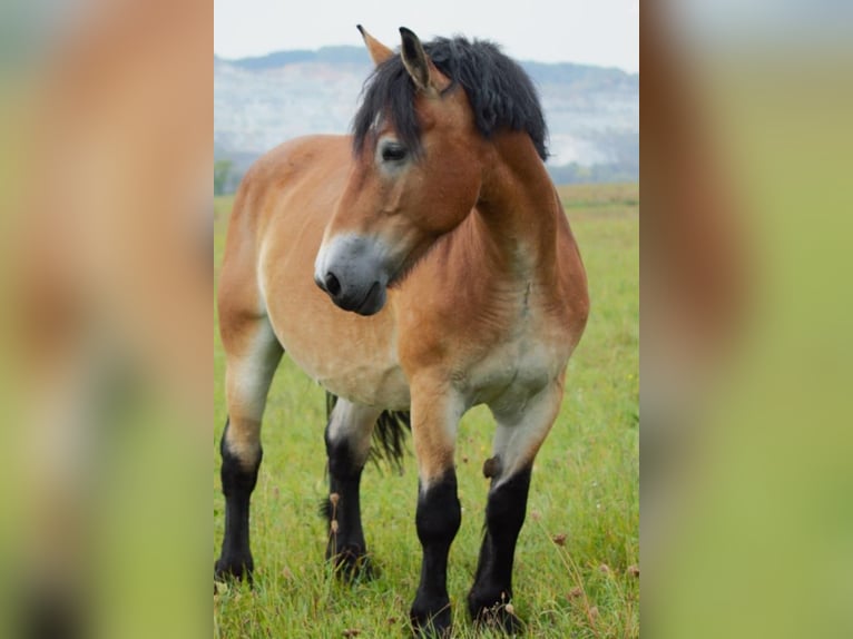Reńsko-niemiecki koń zimnokrwisty Klacz 6 lat 163 cm Jasnogniada in Nordhausen