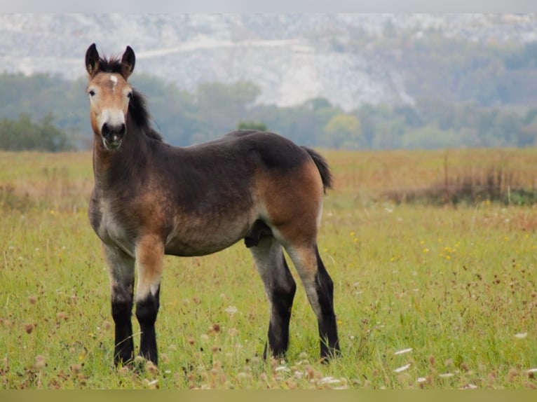 Reńsko-niemiecki koń zimnokrwisty Klacz 6 lat 163 cm Jasnogniada in Nordhausen