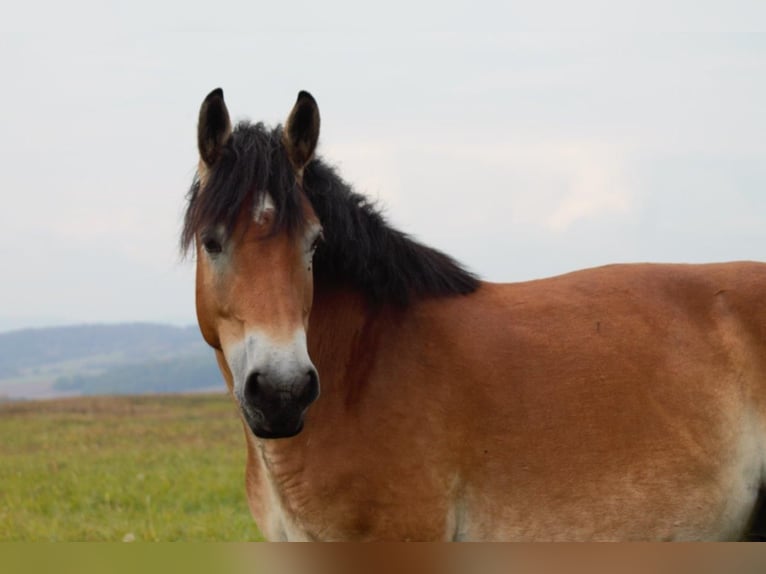 Reńsko-niemiecki koń zimnokrwisty Klacz 6 lat 163 cm Jasnogniada in Nordhausen