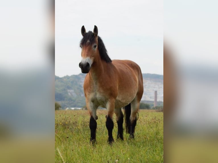 Reńsko-niemiecki koń zimnokrwisty Klacz 6 lat 163 cm Jasnogniada in Nordhausen