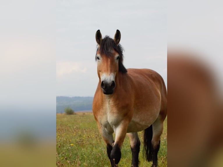 Reńsko-niemiecki koń zimnokrwisty Klacz 6 lat 163 cm Jasnogniada in Nordhausen