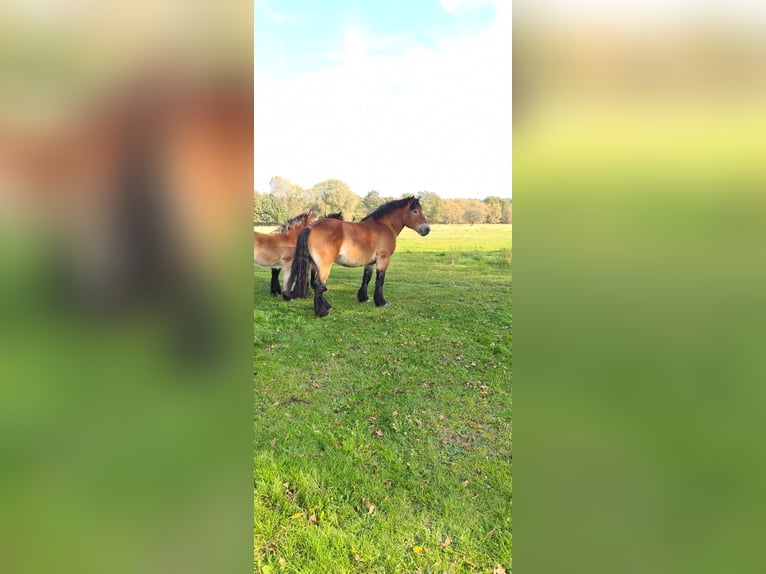 Reńsko-niemiecki koń zimnokrwisty Klacz 6 lat 165 cm Gniada in Goldbeck