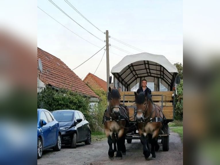 Reńsko-niemiecki koń zimnokrwisty Klacz 6 lat 165 cm Gniada in Goldbeck