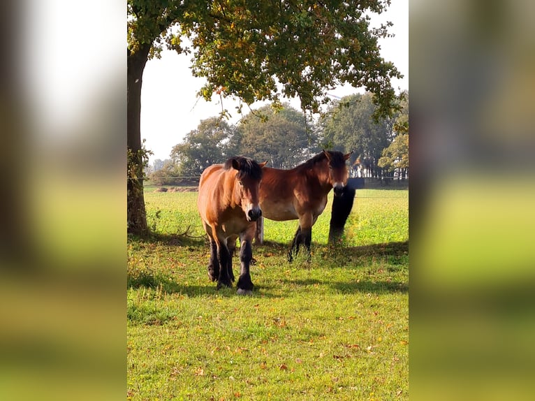 Reńsko-niemiecki koń zimnokrwisty Klacz 6 lat 165 cm Gniada in Goldbeck