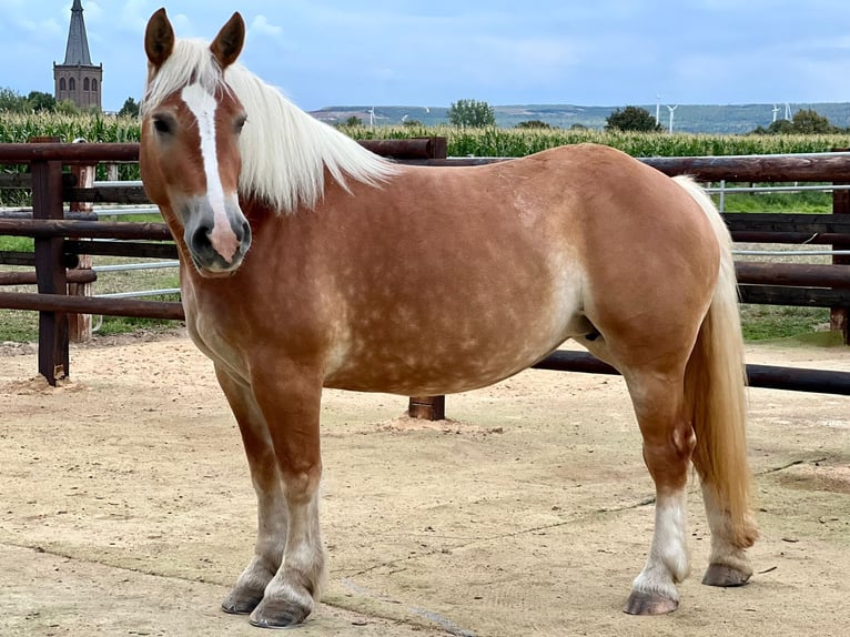Reńsko-niemiecki koń zimnokrwisty Klacz 7 lat 160 cm Kasztanowata in Elsdorf