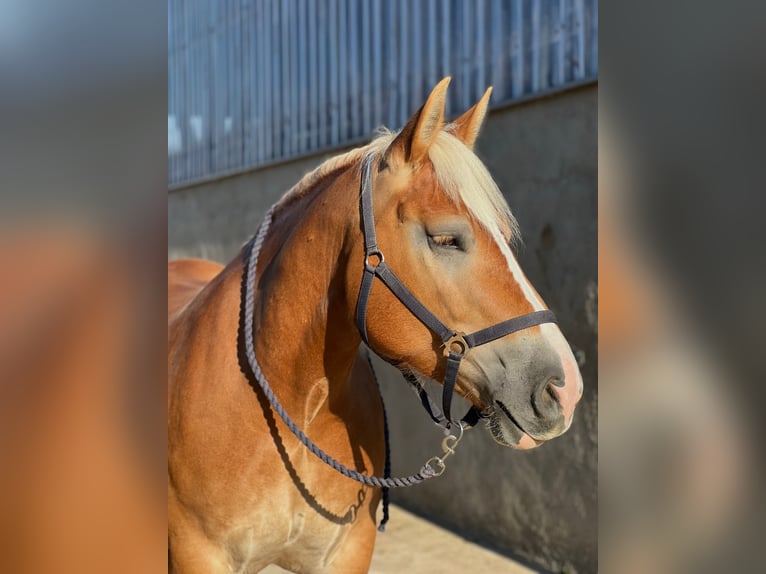 Reńsko-niemiecki koń zimnokrwisty Klacz 7 lat 160 cm Kasztanowata in Elsdorf