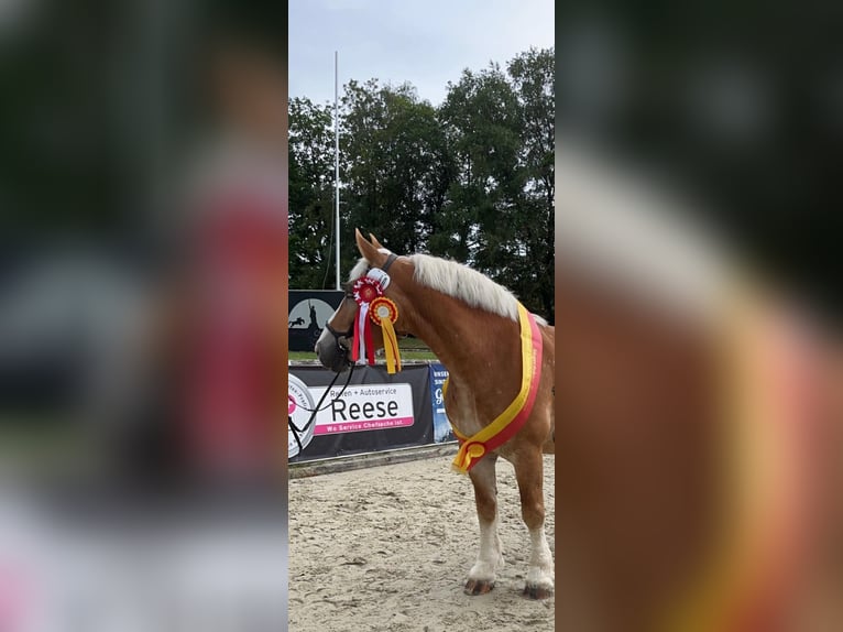Reńsko-niemiecki koń zimnokrwisty Klacz 8 lat 165 cm Kasztanowata in Wunstorf