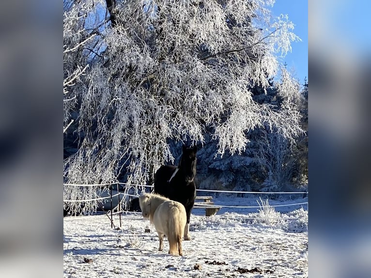 Reńsko-niemiecki koń zimnokrwisty Mix Klacz 8 lat 165 cm in Neuhaus am Rennweg