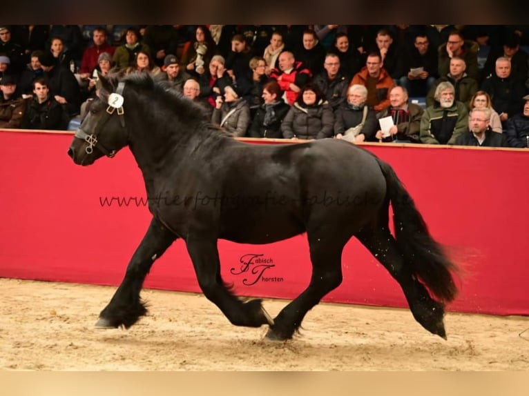 Reńsko-niemiecki koń zimnokrwisty Ogier 2 lat 166 cm Kara in Havelberg