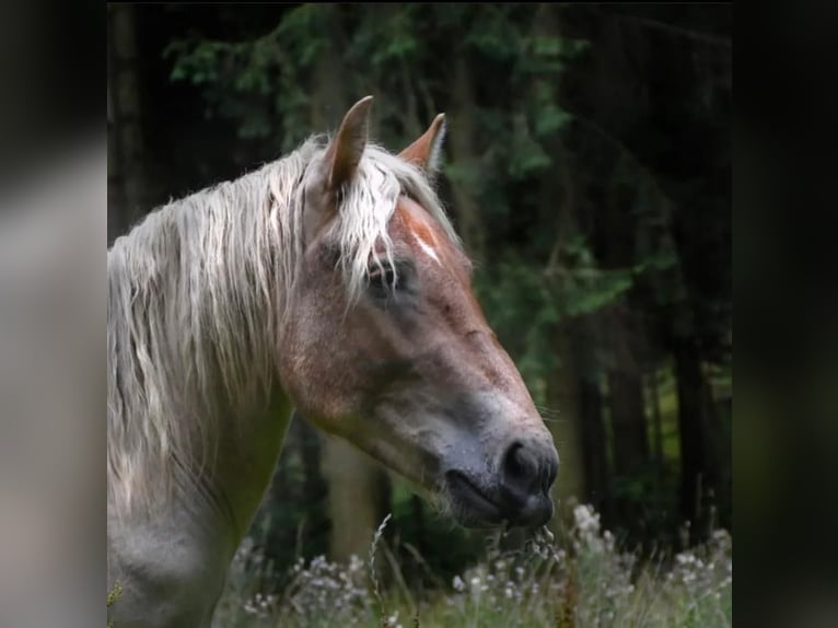 Reńsko-niemiecki koń zimnokrwisty Ogier 3 lat 158 cm in Struppen