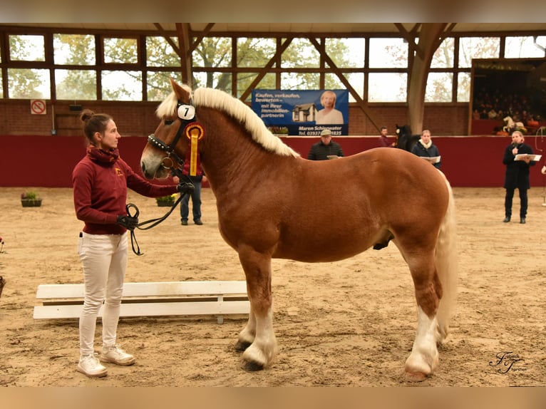 Reńsko-niemiecki koń zimnokrwisty Ogier 3 lat 161 cm Kasztanowata in Billerbeck