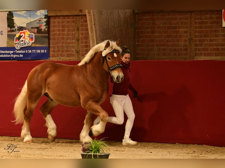 Reńsko-niemiecki koń zimnokrwisty Ogier 3 lat 161 cm Kasztanowata in Billerbeck