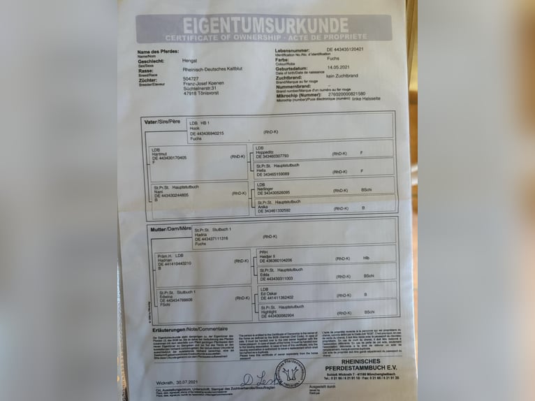 Reńsko-niemiecki koń zimnokrwisty Ogier 4 lat 165 cm Kasztanowata in Grevenbroich