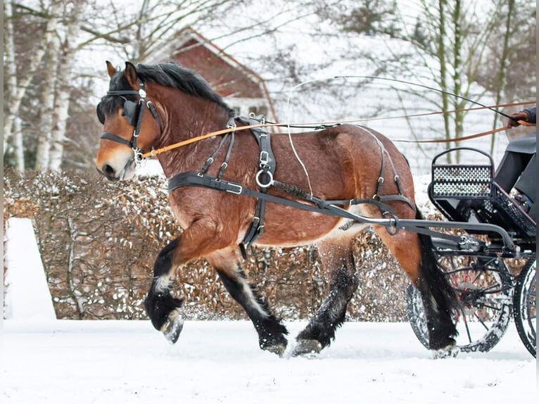 Reńsko-niemiecki koń zimnokrwisty Ogier Formy Brown Falb in Torgau
