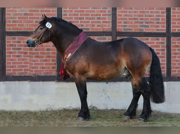 Reńsko-niemiecki koń zimnokrwisty Ogier Gniada in Celle