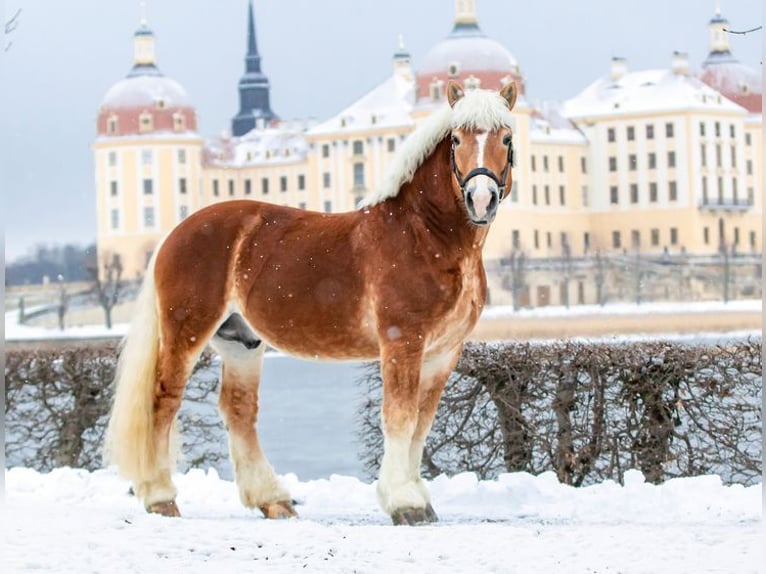 Reńsko-niemiecki koń zimnokrwisty Ogier Kasztanowata in Hörselberg-Hainich