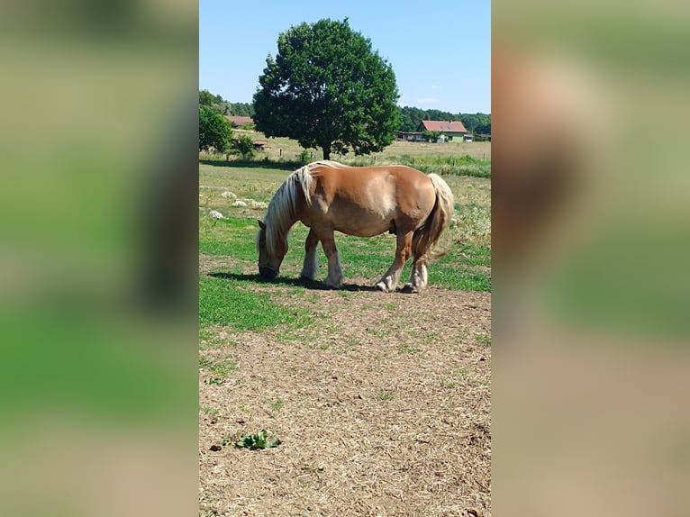Reńsko-niemiecki koń zimnokrwisty Wałach 11 lat 165 cm Kasztanowata in Grünow