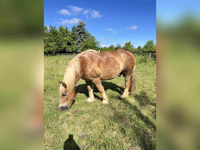 Reńsko-niemiecki koń zimnokrwisty Wałach 18 lat 155 cm Kasztanowata in Bornheim