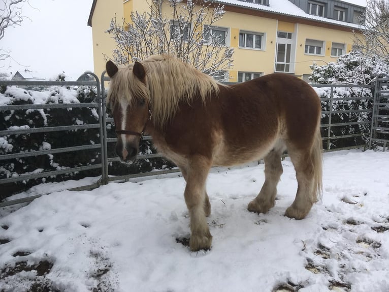Reńsko-niemiecki koń zimnokrwisty Wałach 18 lat 155 cm Kasztanowata in Bornheim
