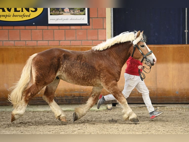 Reńsko-niemiecki koń zimnokrwisty Wałach 3 lat 163 cm Kasztanowata in Ruppichteroth