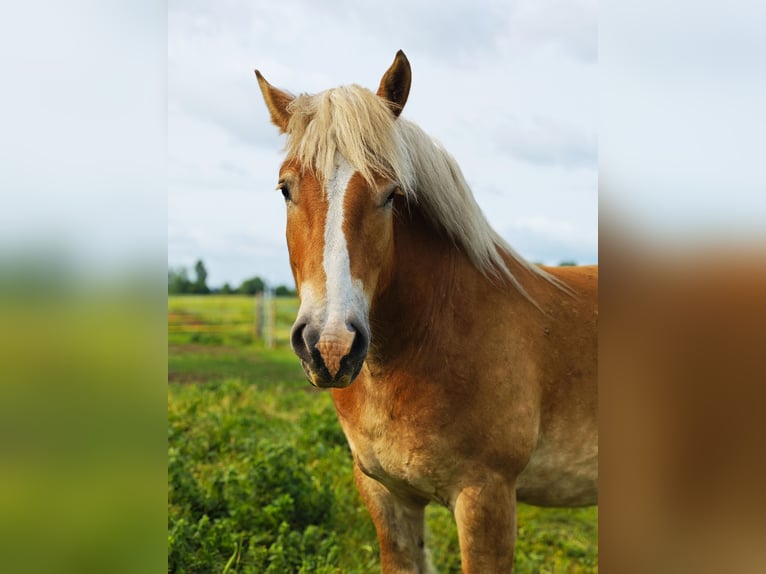 Reńsko-niemiecki koń zimnokrwisty Wałach 5 lat 165 cm Kasztanowata in Ribbeckshorst