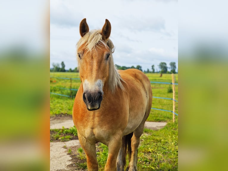 Reńsko-niemiecki koń zimnokrwisty Wałach 5 lat 165 cm Kasztanowata in Ribbeckshorst