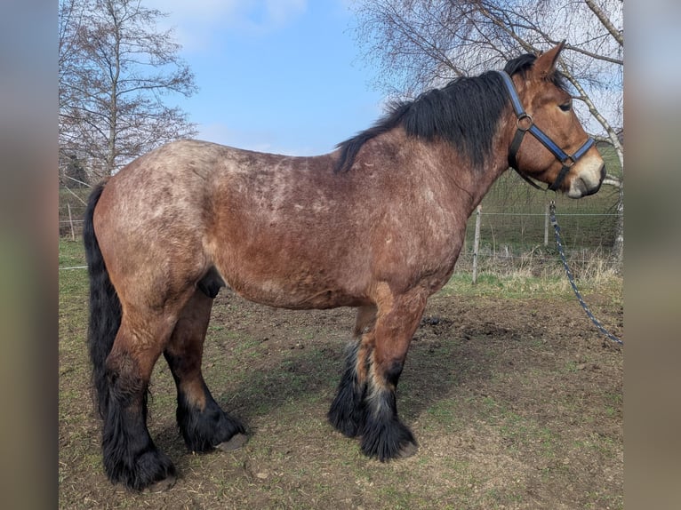 Reńsko-niemiecki koń zimnokrwisty Wałach 5 lat 170 cm Formy Brown Falb in Deilingen