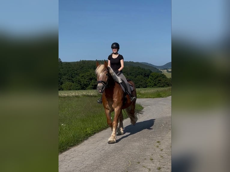 Reńsko-niemiecki koń zimnokrwisty Wałach 7 lat 160 cm Kasztanowata in Schmallenberg