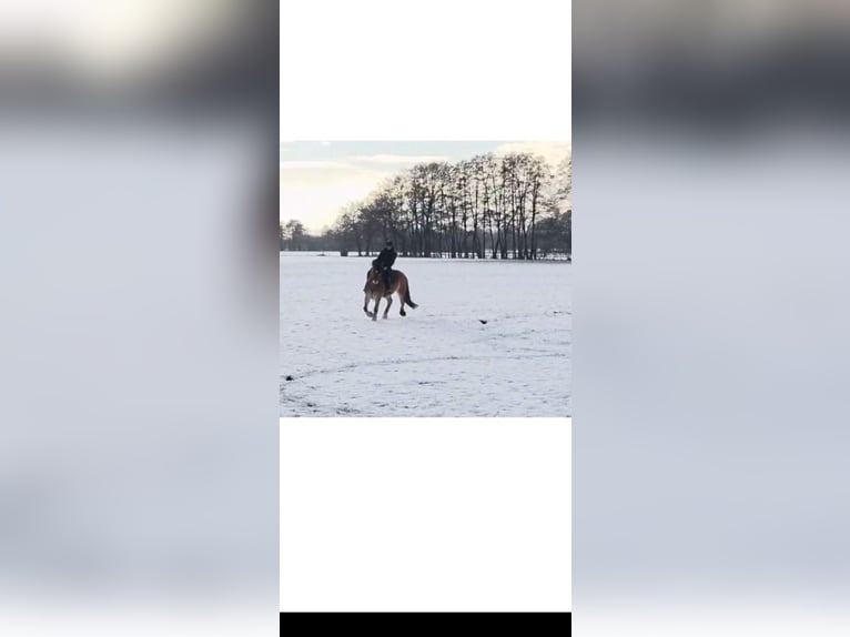 Reńsko-niemiecki koń zimnokrwisty Wałach 7 lat 168 cm  in Langenhagen