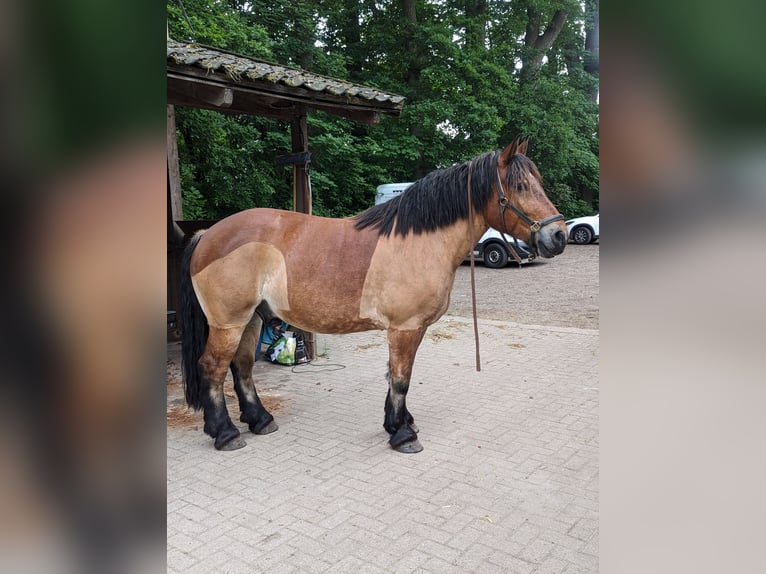 Reńsko-niemiecki koń zimnokrwisty Wałach 8 lat 162 cm Gniada in Jesteburg