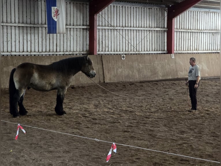 Reńsko-niemiecki koń zimnokrwisty Wałach 8 lat 172 cm  in Lütow