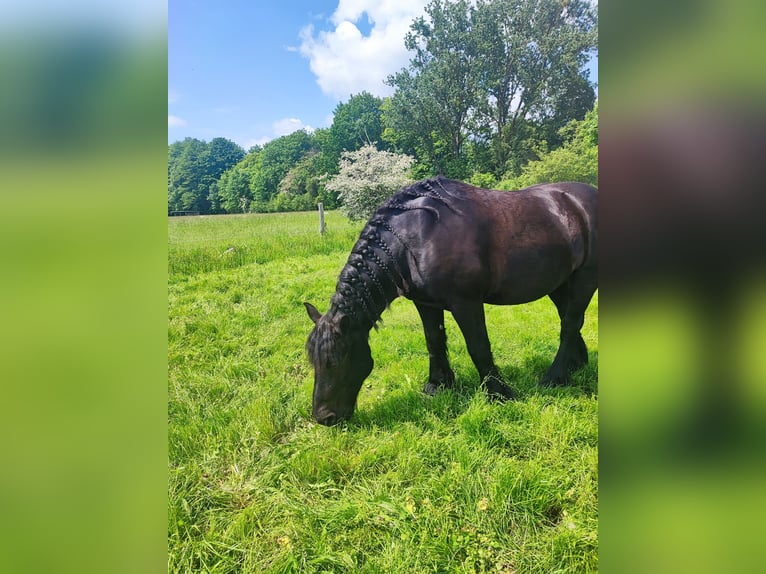 Reńsko-niemiecki koń zimnokrwisty Wałach 12 lat 156 cm Kara in Schönwalde