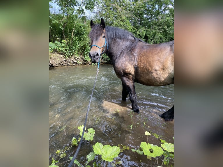 Reńsko-niemiecki koń zimnokrwisty Wałach 12 lat 176 cm Ciemnogniada in Büren