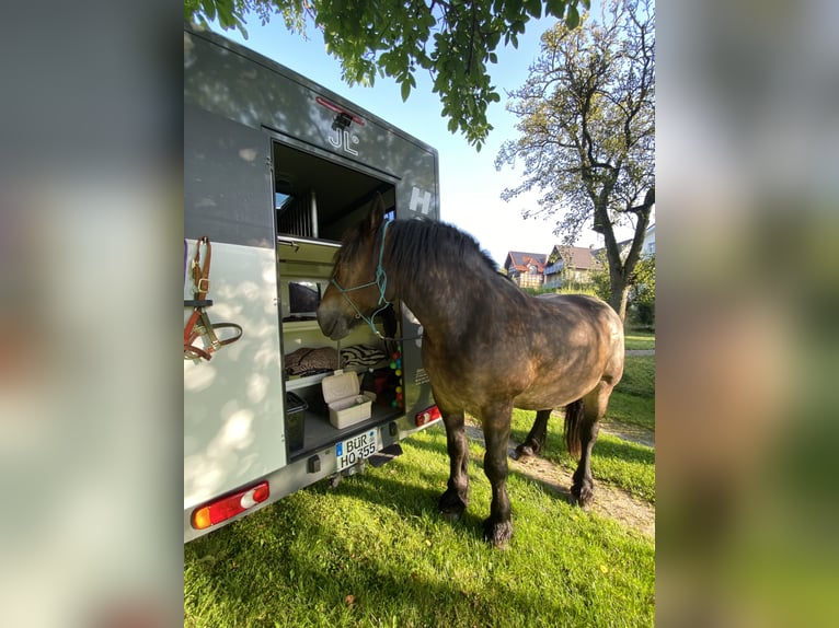 Reńsko-niemiecki koń zimnokrwisty Wałach 12 lat 176 cm Ciemnogniada in Büren