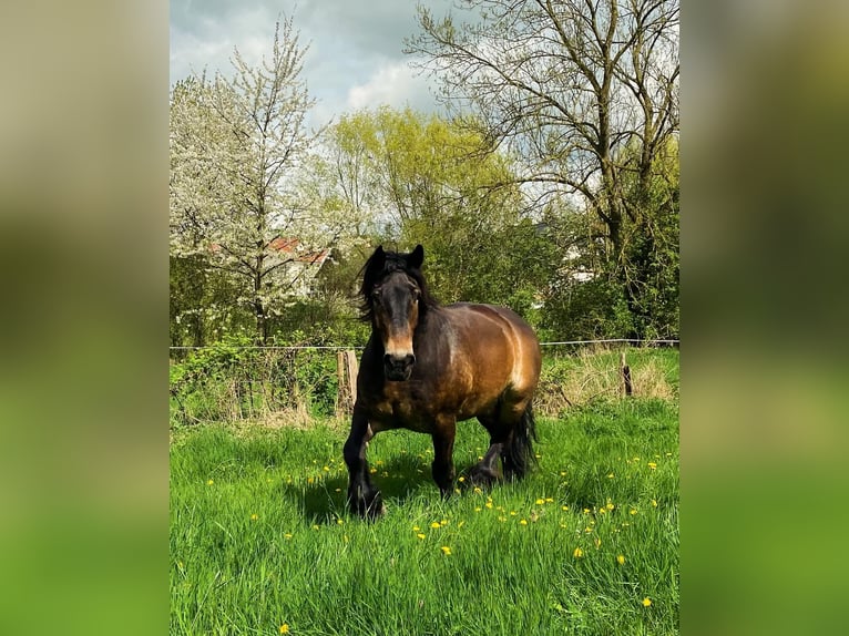 Reńsko-niemiecki koń zimnokrwisty Wałach 12 lat 176 cm Ciemnogniada in Büren