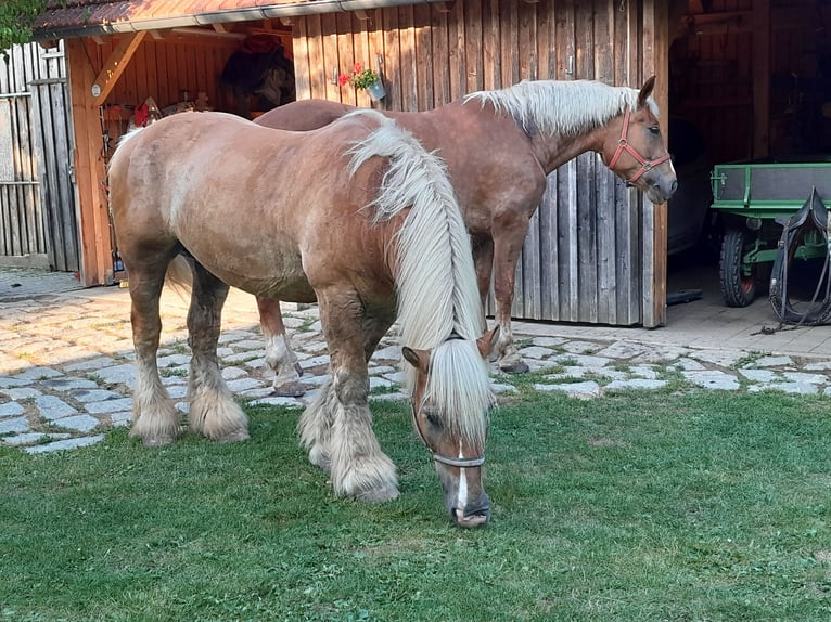 Reńsko-niemiecki koń zimnokrwisty Wałach 17 lat 168 cm Kasztanowata in Au in der Hallertau