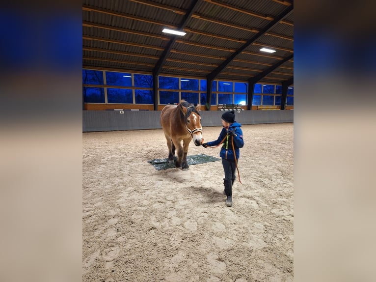 Reńsko-niemiecki koń zimnokrwisty Wałach 3 lat 165 cm Gniada in Rolofshagen