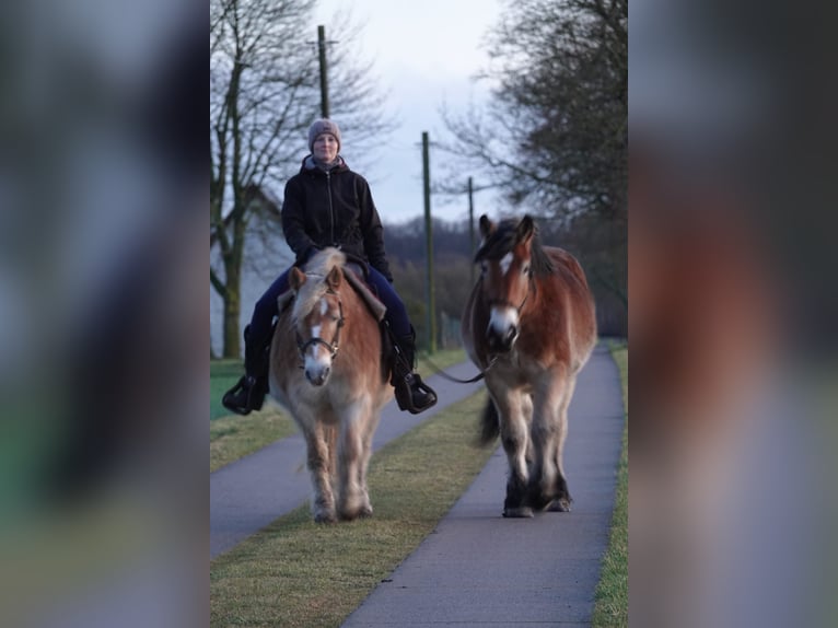 Reńsko-niemiecki koń zimnokrwisty Wałach 3 lat 165 cm Gniada in Rolofshagen