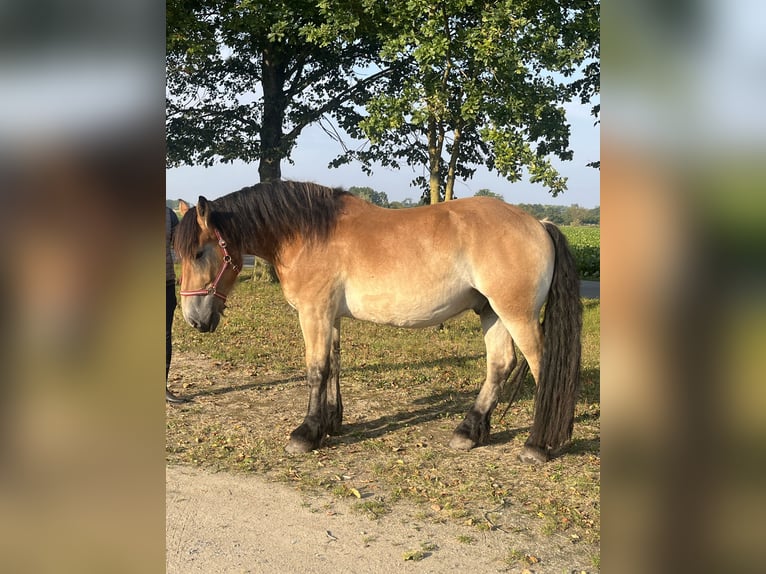 Reńsko-niemiecki koń zimnokrwisty Wałach 3 lat 165 cm Gniada in Rolofshagen