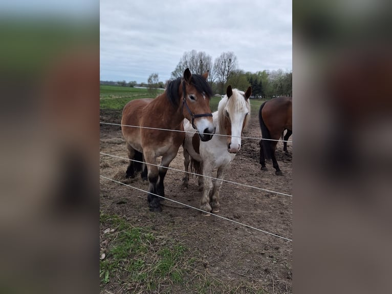 Reńsko-niemiecki koń zimnokrwisty Wałach 3 lat 165 cm Gniada in Rolofshagen