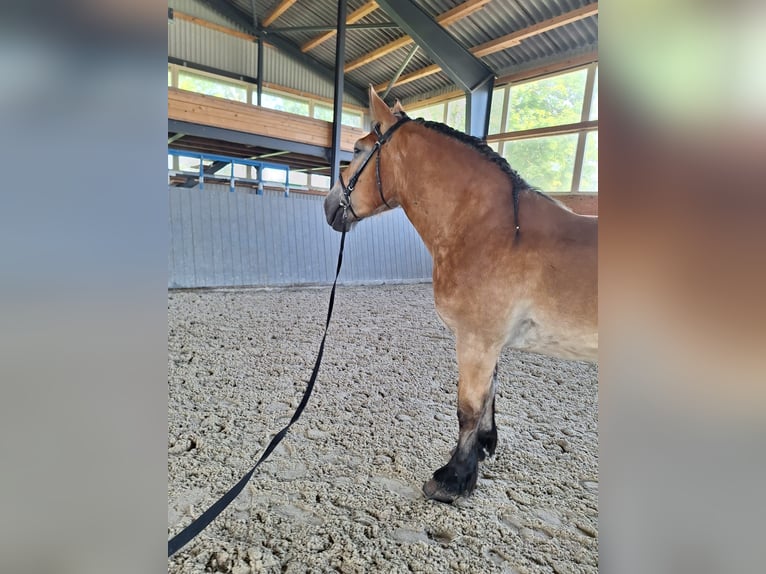 Reńsko-niemiecki koń zimnokrwisty Wałach 3 lat 170 cm Gniada in Rolofshagen