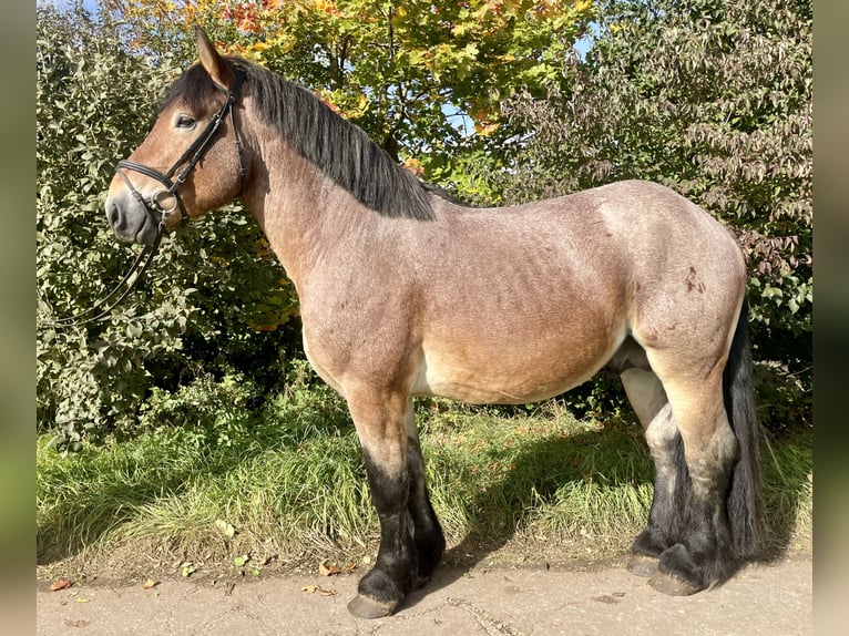 Reńsko-niemiecki koń zimnokrwisty Wałach 5 lat 165 cm Formy Brown Falb in Gotha