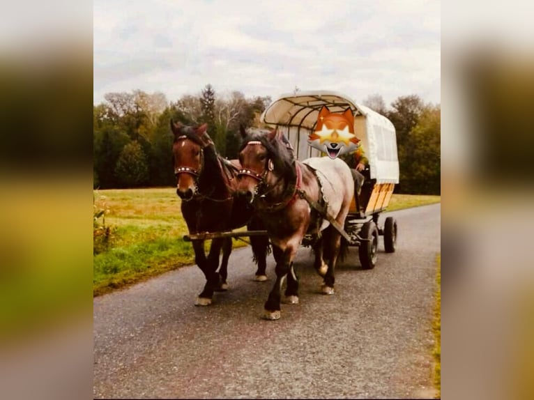 Reńsko-niemiecki koń zimnokrwisty Wałach 8 lat 167 cm Kasztanowatodereszowata in Drahnsdorf