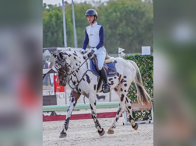 REVEREND FLY KWPN Hengst Appaloosa in Carcabada (Cazanes-Villaviciosa)