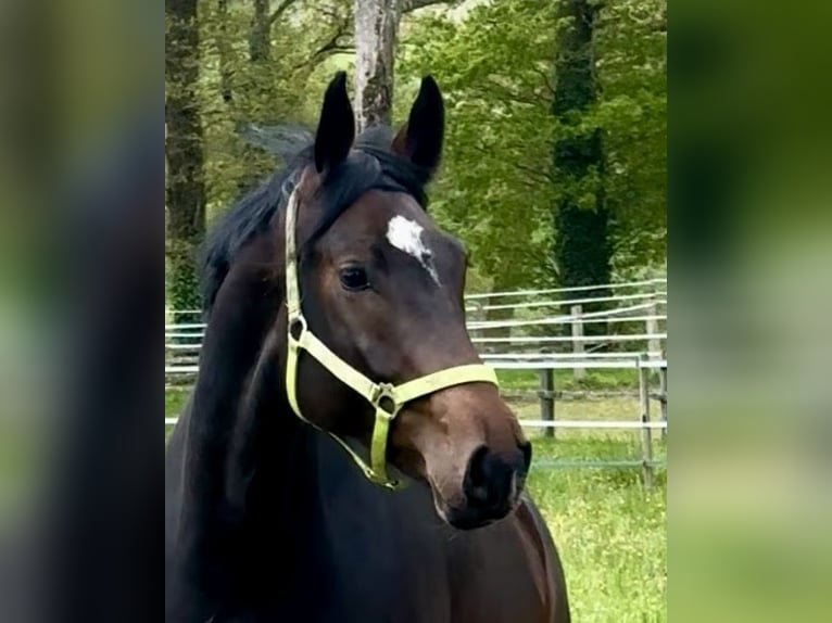 Rhein.-Westf. Kaltblut Stute 7 Jahre 168 cm Dunkelbrauner in Champsac